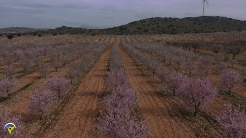 almendros en flor en baza granada