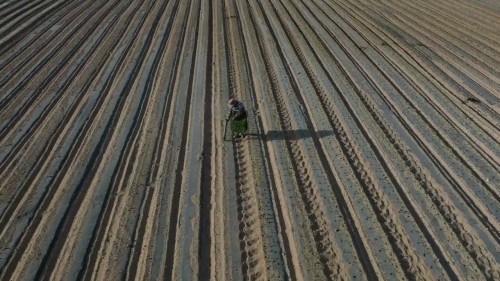 plantacion de pimientos